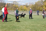 Rottweiler Males 18-24 month class: DSC 0210