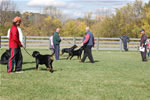 Rottweiler Males 18-24 month class: DSC 0211