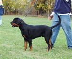 Rottweiler Puppies 6-9 month males: 0322 Sevan Von Der Burg Weibertreu P-rated