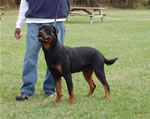 Rottweiler Puppies 9-12 month males: 0342 Aikon Von Der Beranau SG2-rated