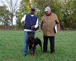Rottweiler Puppies 9-12 month males: 0346 Aikon Von Der Beranau SG2-rated