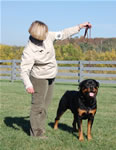 Rottweiler Males Champion Class: 0097 Wildtimbers Tug V3-rated