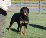 Rottweiler Males Champion Class: 0099 Wildtimbers Tug V3-rated