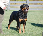 Rottweiler Males Champion Class: 0100 Wildtimbers Tug V3-rated