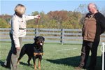 Rottweiler Males Champion Class: 0101 Wildtimbers Tug V3-rated