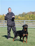 Rottweiler Males Champion Class: 0102 QualicumAbsolutAdamntBryloukis V1-rated