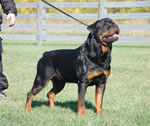 Rottweiler Males Champion Class: 0104lutAdamntBryloukis V1-rated
