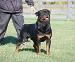 Rottweiler Males Champion Class: 0105lutAdamntBryloukis V1-rated