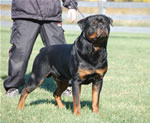 Rottweiler Males Champion Class: 0106lutAdamntBryloukis V1-rated