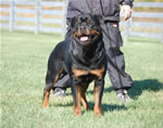 Rottweiler Males Champion Class: 0107lutAdamntBryloukis V1-rated