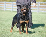 Rottweiler Males Champion Class: 0108lutAdamntBryloukis V1-rated