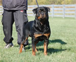Rottweiler Males Champion Class: 0109lutAdamntBryloukis V1-rated