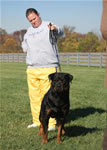 Rottweiler Males Champion Class: 0110 Thundervlys Legend Von Mitternadt V2-rated