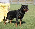 Rottweiler Males Champion Class: 0113 Thundervlys Legend Von Mitternadt V2-rated