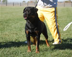 Rottweiler Males Champion Class: 0114 Thundervlys Legend Von Mitternadt V2-rated