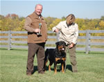 Rottweiler Males Champion Class: 0125 Wildtimbers Tug V3-rated