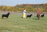 Rottweiler Males Champion Class: DSC 0115