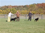 Rottweiler Males Champion Class: DSC 0116
