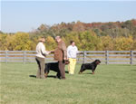 Rottweiler Males Champion Class: DSC 0117