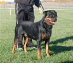 Rottweiler Males Open Class: 0042 Leo Von Der Blockhutt