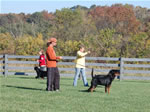 Rottweiler Males Open Class: DSC 0067