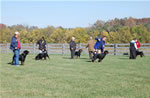Rottweiler Males Open Class: DSC 0068