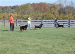 Rottweiler Males Open Class: DSC 0069