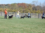 Rottweiler Males Open Class: DSC 0070