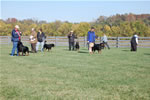 Rottweiler Males Open Class: DSC 0071