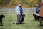 Rottweiler Males Open Class: DSC 0074