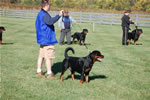 Rottweiler Males Open Class: DSC 0076
