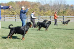 Rottweiler Males Open Class: DSC 0078