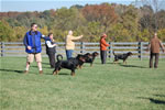 Rottweiler Males Open Class: DSC 0079