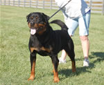 Rottweiler Males Sieger Class: 0174 Quincy Vom Plotzschgrund V2-rated