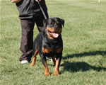Rottweiler Males Sieger Class: 0176 Quaid Vom Hause Enzian V1 Rated Sieger