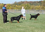 Rottweiler Males Sieger Class: DSC 0180