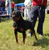 12-18 Males: 0053 Cato Vom Heltorfer Forst