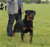 9-12 Males: 0121 Kizer Iron Lion