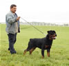 9-12 Males: 0123 Kizer Iron Lion