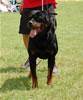 0981 Eastlakes Leo Vom Radelsfuhrer V1