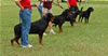 0177 Djuke Vom Vilstaler Land Stud Dog Class