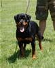 0218 Addie Vom Hause Hudson VP1