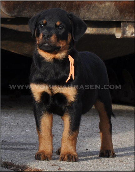 Zita vom Blaurasen  |  Sire: Muck vom Blaurasen  |  Dam: Oxana vom Blaurasen