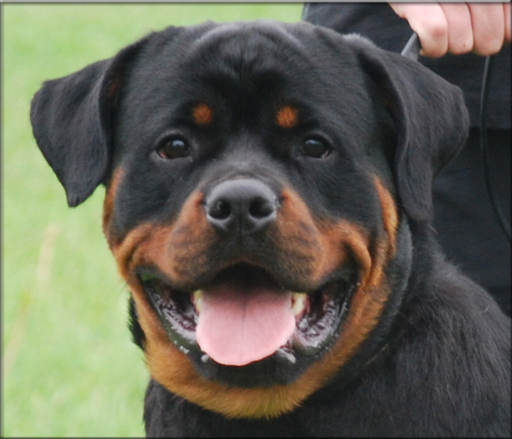 MEMPHIS VOM BLAURASEN  |  Rottweilers  |  Sire: Flash vom Blaurasen   |  Dam: Jiny von Hause Sommer