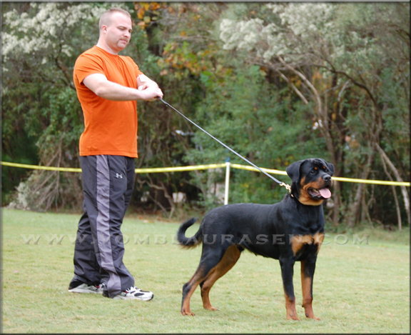 MEMPHIS VOM BLAURASEN  |  Sire: Flash vom Blaurasen  |  Dam: Jiny von Hause Sommer   |  rottweilers