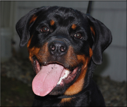 MEMPHIS VOM BLAURASEN  |  Sire: Flash vom Blaurasen  |  Dam: Jiny von Hause Sommer   |  rottweilers