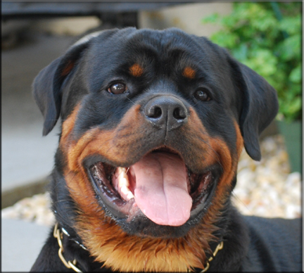 Memphis vom Blaurasen, rottweiler males