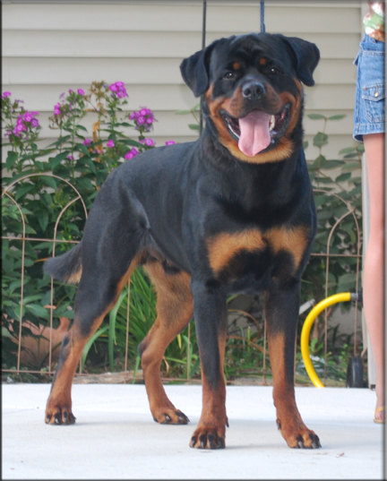 MEMPHIS VOM BLAURASEN  |  Rottweilers  |  Sire: Flash vom Blaurasen   |  Dam: Jiny von Hause Sommer