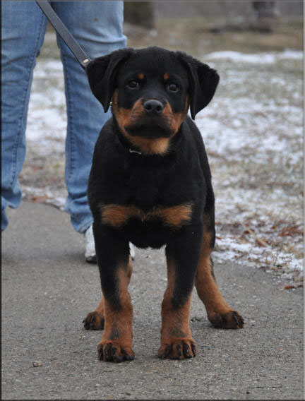 rottweiler puppies